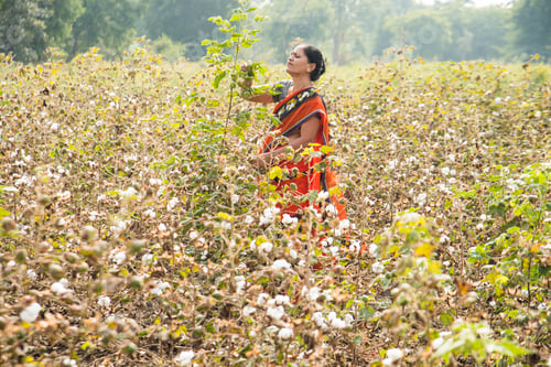 Preview: Indian woman harvesting cotton in a cotton field.