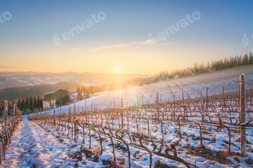 Preview: Snowy Vineyard at Sunset near Radda in Chianti, Tuscany