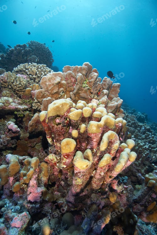 Preview: Close up of coral reef
