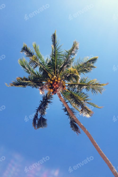 Preview: The view on the coconut palm trees on a background of a blue sky. Koh Chang, Thailand.