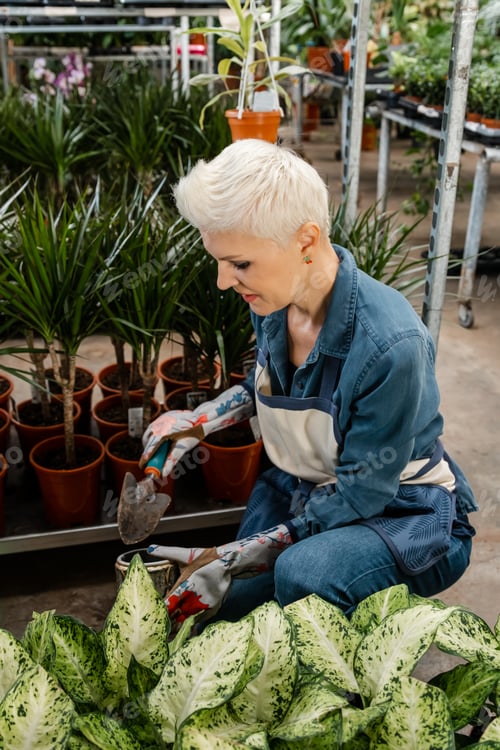 Preview: Cute woman care houseplant and transplanting plant into a pot.