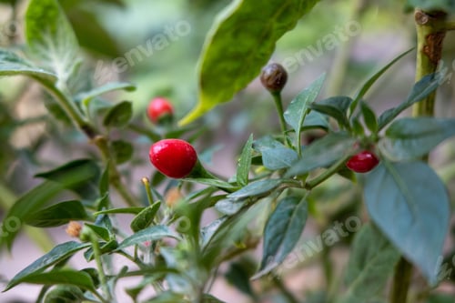 Preview: close up of Capsicum annuum 'Bird's Eye' or Chili in the garden