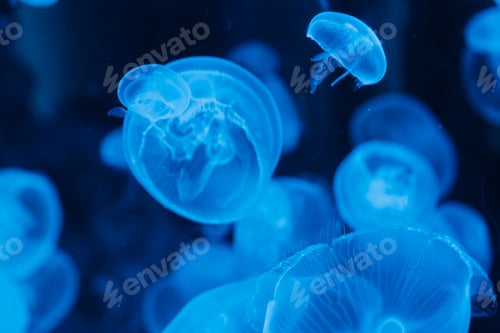 Preview: Moon Jellyfish Floating in Dark Blue Ocean Water