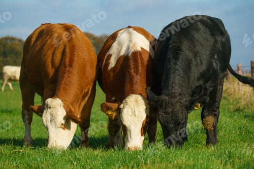 Preview: Cows on green grass pasturage. Dairy cows