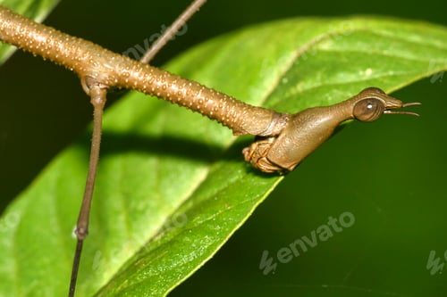 Preview: Tropical Stick Insect, Napo River Basin, Amazonia, Ecuador