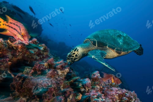 Preview: Turtle and sheepshead fish feeding by coral, Seymour, Galapagos, Ecuador, South America