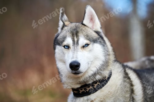 Preview: Siberian Husky dog portrait with blue eyes and gray coat color, cute sled dog breed
