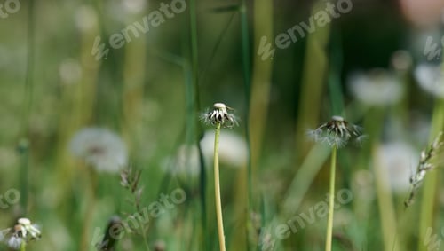 Preview: Several fluffy dandelion seed heads on slender stems among grass and other plants.