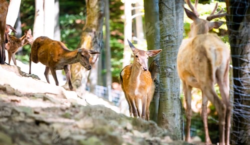Preview: Group of wild wild deers in the forest