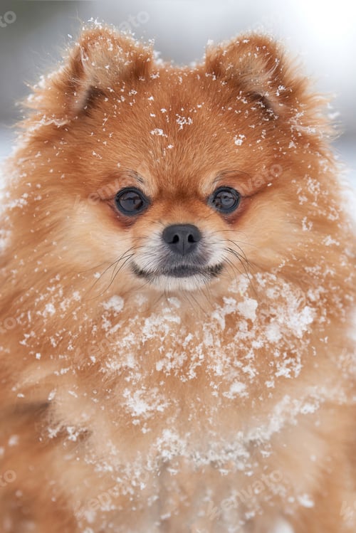 Preview: Pomeranian spitz in winter day