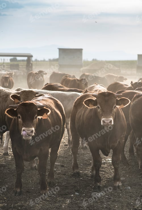 Preview: Calves in farm