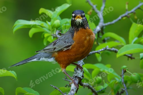 Preview: American Robin