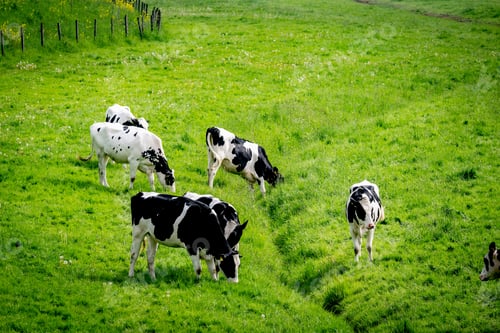 Preview: Milking cows graving in a lush green valley