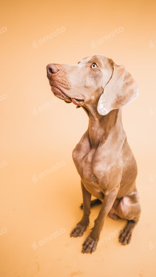 Preview: Weimaraner dog looking up showing obedience