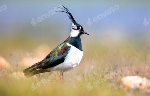 Preview: Wild lapwing bird on grass