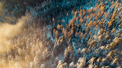 Preview: Foggy Morning at Cold Winter. Snowy Pine Trees in Woodland. Aerial View