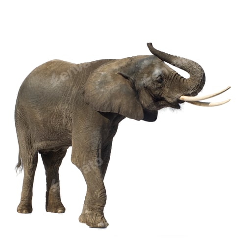 Preview: Elephant