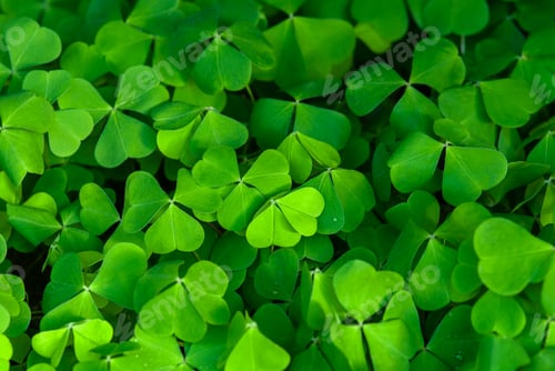Preview: green clover leaves background, wood sorrel plant in spring forest