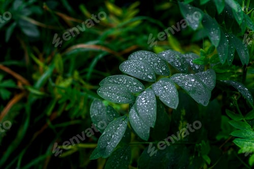 Preview: Dew droplets on green leaves. Close up