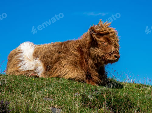 Preview: Fluffy brown highland cattle enjoying the sunshine in the green field