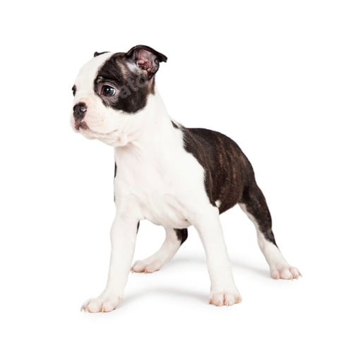 Preview: Attentive Boston Terrier Puppy Looking to Side