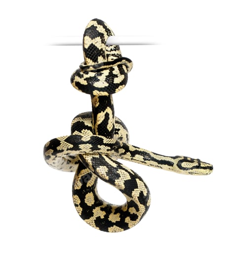 Preview: Jungle Carpet Python, Morelia spilota cheynei, black and yellow, against white background
