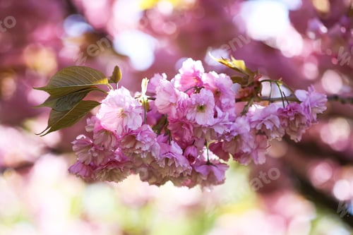 Preview: Blooming cherry trees transform the park into a pink canopy. Seasonal magic and beauty.