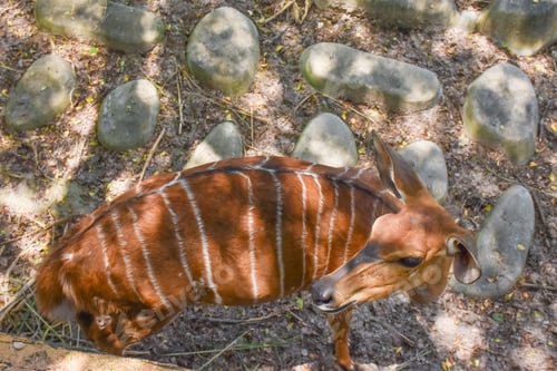 Preview: Female Nyala antelope (Tragelaphus angasii) in zoo. select and soft focus.