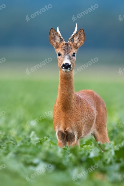 Preview: Young roe deer buck looking to the camera in vertical composition on field