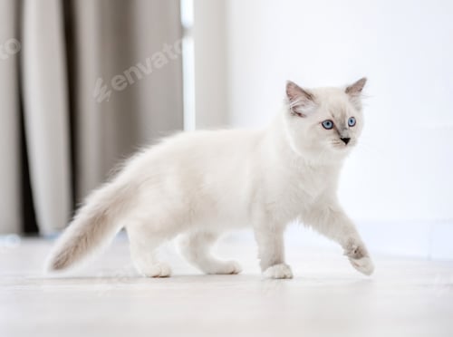 Preview: Ragdoll cat in light room