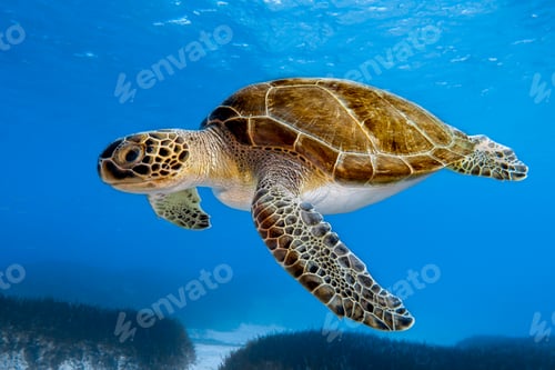 Preview: Green sea turtle from Cyprus, Mediterranean Sea