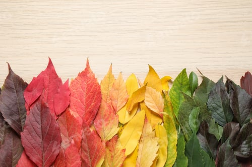 Preview: Beautiful composition with autumn leaves on light wooden background, top view