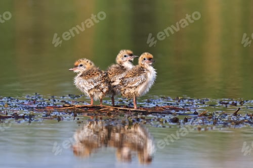 Preview: common tern chick on lake