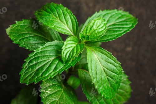 Preview: Mint, Fragrant Green Petals (Food Decoration) Menu Concept. Food Background. Copy Space. Top View
