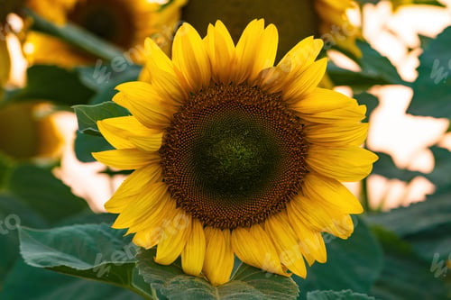 Preview: Sunflower field at sunset time