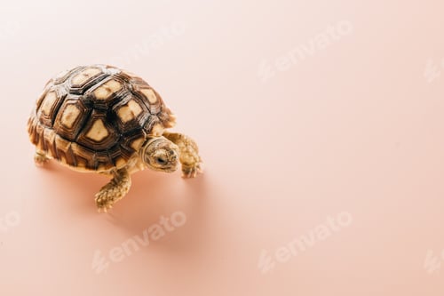 Preview: African spurred Sulcata tortoise walking