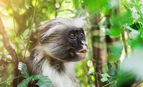 Preview: funny african monkey eating green plant