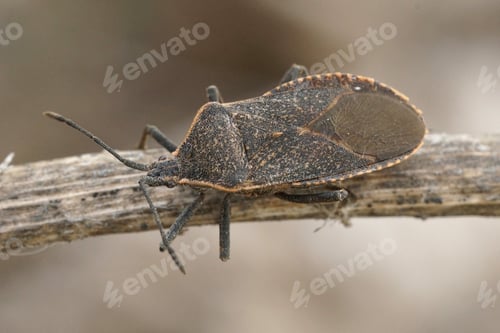 Preview: Closeup shot of an Oregon squash Anasa tristis, a pest species on squash and pumpkins