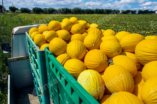 Preview: Canary melons in crate loaded on truck from the farm.