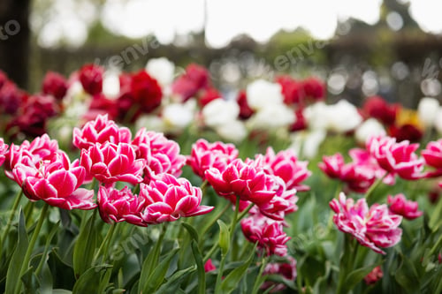 Preview: Tulips with unusual bright red petals with white edges in a flower bed in the Netherlands
