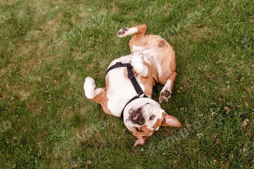 Preview: A bulldog rolling on its back on the grass