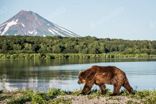 Preview: Brown bear near Kurile lake in Kamchatka, Russia - perfect for wallpaper