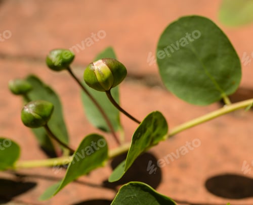 Preview: Fresh buds of caper