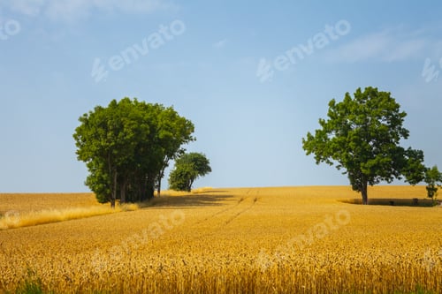 Preview: Golden Wheat Field with Trees