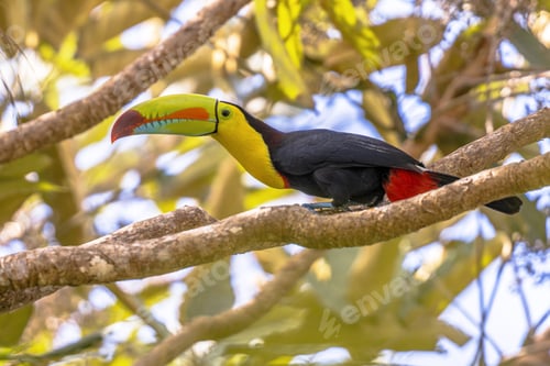 Preview: Keel billed toucan on branch in tree