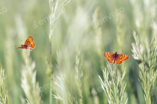 Preview: Butterfly - Dark Green Fritillary, Argynnis aglaja