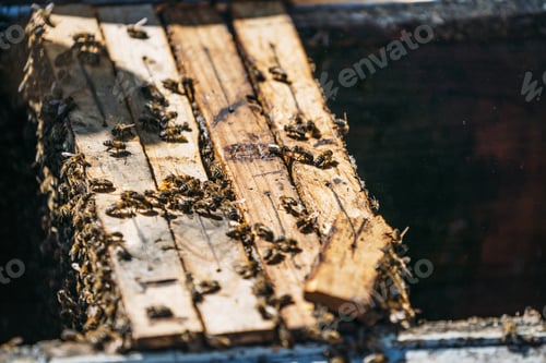 Preview: box for collecting honey