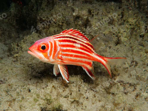 Preview: Squirrel fish