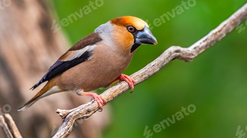 Preview: Hawfinch, Spain