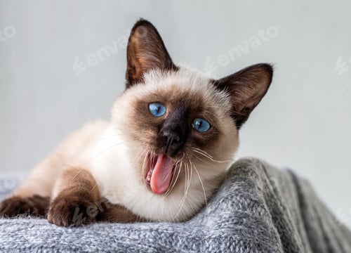 Preview: Pet animal; siamese kitten indoor